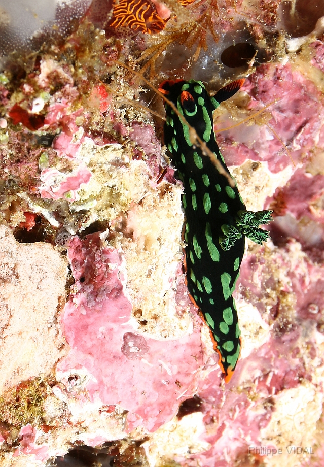 Raja Ampat 2016 - Nembrotha kubaryana - Kubarnyana nembrotha - Nembrotha de Kubary - IMG_5487_rc.jpg